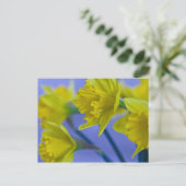 Carte postale Daffodiques (Debout devant)