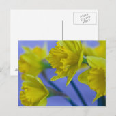 Carte postale Daffodiques (Devant / Derrière)