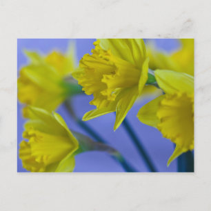 Carte postale Daffodiques