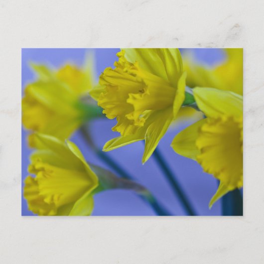 Carte postale Daffodiques (Devant)