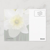 Carte Postale Daffodiques (Dos)