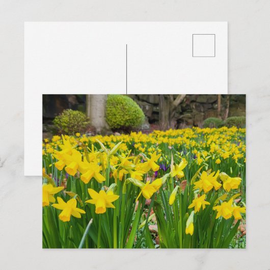 Carte Postale Daffodiques (Devant / Derrière)