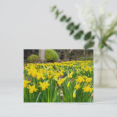Carte Postale Daffodiques (Debout devant)