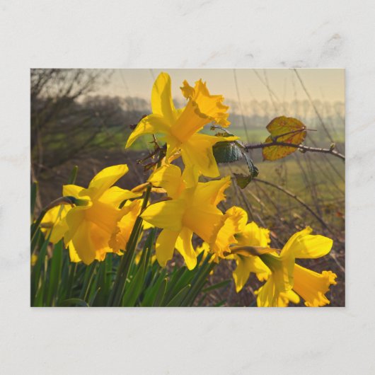 Carte Postale Daffodiques (Devant)