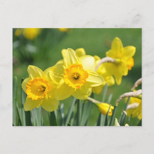 Carte Postale Daffodiques (Devant)