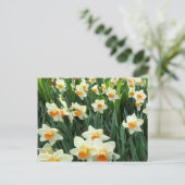 Carte Postale Daffodiques (Debout devant)