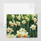Carte Postale Daffodiques (Devant / Derrière)