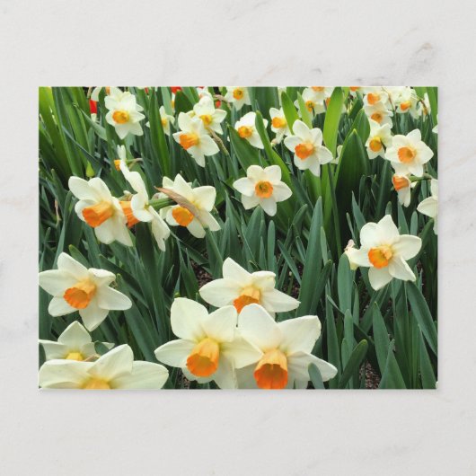 Carte Postale Daffodiques (Devant)