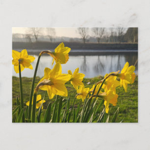 Carte Postale Daffodiques