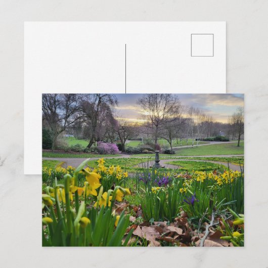 Carte Postale Daffodiques (Devant / Derrière)