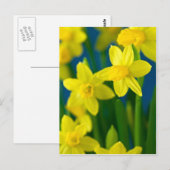 Carte postale Daffodiques (Devant / Derrière)