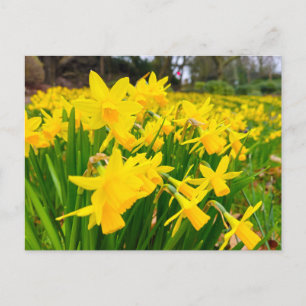 Carte Postale Daffodiques