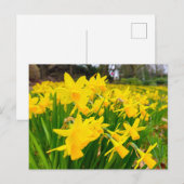 Carte Postale Daffodiques (Devant / Derrière)