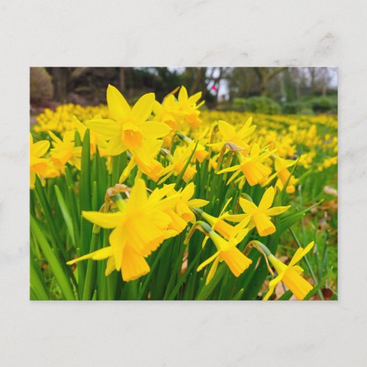 Carte Postale Daffodiques (Devant)
