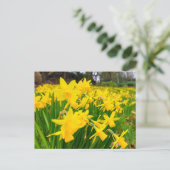 Carte Postale Daffodiques (Debout devant)