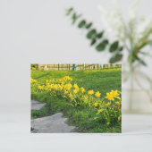 Carte Postale Daffodiques (Debout devant)