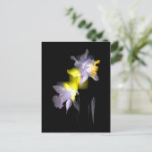 Carte Postale Daffodiques cubes (Debout devant)