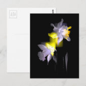 Carte Postale Daffodiques cubes (Devant / Derrière)
