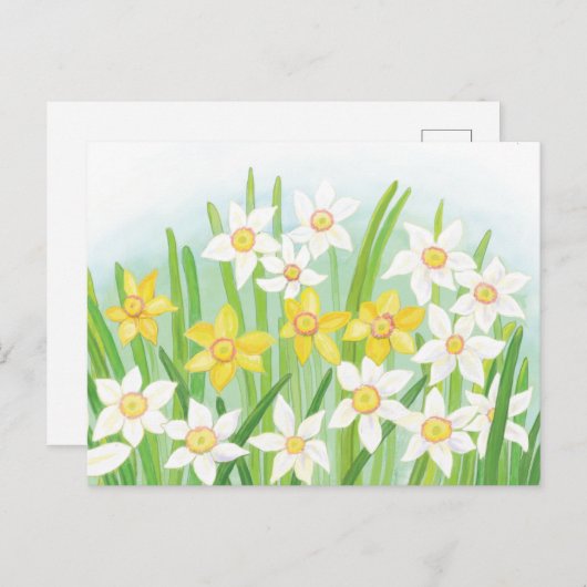 Carte Postale Daffodiques de printemps (Devant / Derrière)