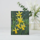 Carte Postale Daffodiques de printemps (Debout devant)