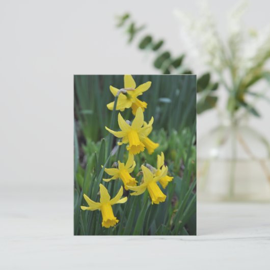 Carte Postale Daffodiques de printemps (Debout devant)