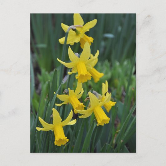 Carte Postale Daffodiques de printemps (Devant)