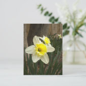 Carte postale Daffodiques de printemps (Debout devant)