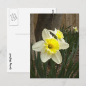 Carte postale Daffodiques de printemps (Devant / Derrière)