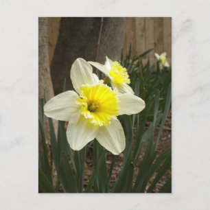 Carte postale Daffodiques de printemps