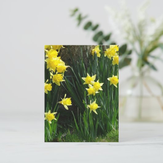 Carte Postale Daffodiques de printemps (Debout devant)