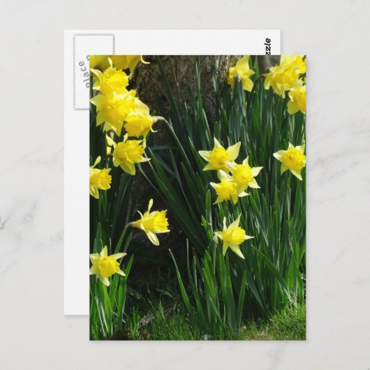 Carte Postale Daffodiques de printemps (Devant / Derrière)