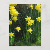 Carte Postale Daffodiques de printemps (Devant)
