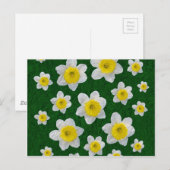 Carte Postale Daffodiques de printemps (Devant / Derrière)
