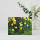 Carte Postale Daffodiques de printemps (Debout devant)