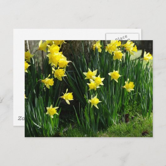 Carte Postale Daffodiques de printemps (Devant / Derrière)