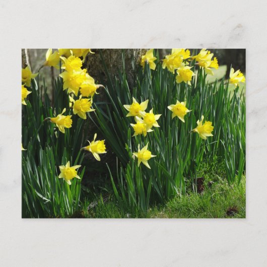 Carte Postale Daffodiques de printemps (Devant)