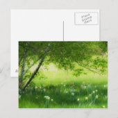 Carte Postale Daffodiques de printemps (Devant / Derrière)