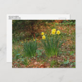 Carte Postale Daffodiques du début du printemps (Devant / Derrière)