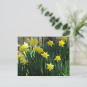 Carte Postale Daffodiques jaunes (Debout devant)