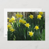 Carte Postale Daffodiques jaunes (Devant / Derrière)