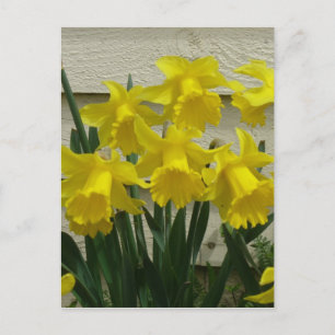 Carte Postale Daffodiques sur l'île Unalaska