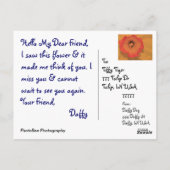 Carte Postale Daffy (Dos)