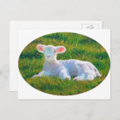 Carte postale d'agneau (Devant / Derrière)