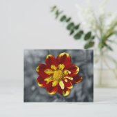Carte postale Dahlia (Debout devant)