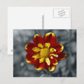 Carte postale Dahlia (Devant / Derrière)