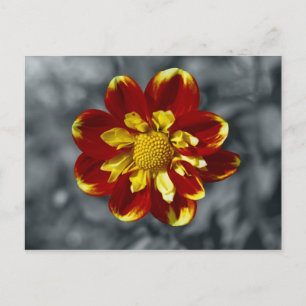 Carte postale Dahlia