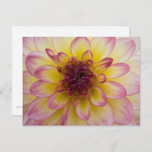 Carte postale Dahlia (Devant / Derrière)