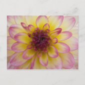 Carte postale Dahlia (Devant)