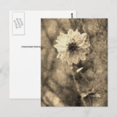 Carte Postale Dahlia (Devant / Derrière)