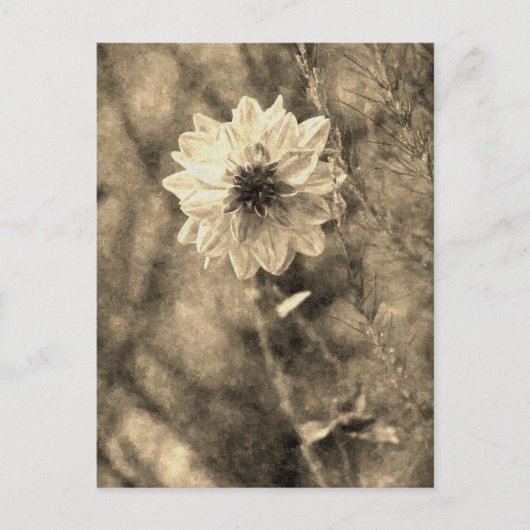 Carte Postale Dahlia (Devant)